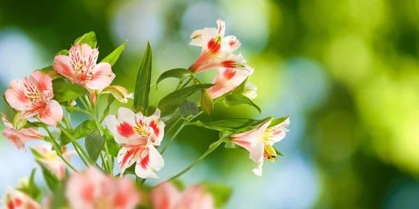 Imagen de hermosas flores en el parque . —  Fotos de Stock