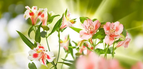 Imagen de hermosas flores en el parque . — Foto de Stock