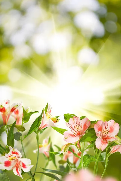 Imagen de hermosas flores en el parque . — Foto de Stock