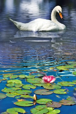 Güzel kuğu ve su üzerinde bir lotus çiçeği