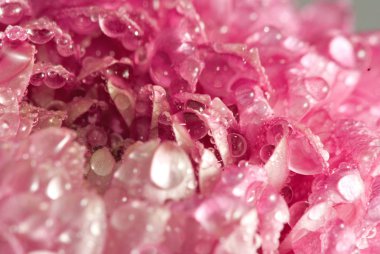 Güzel çiçek aster closeup görüntüsünü.