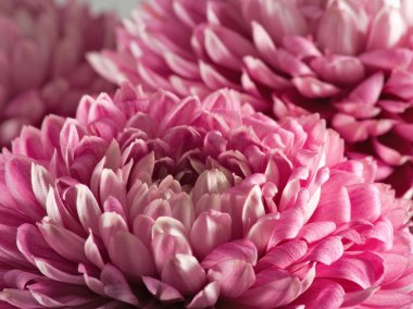 Güzel çiçek aster yakın çekim görüntüsü.