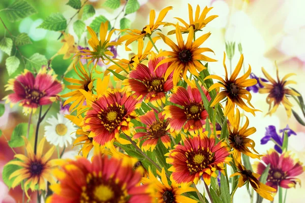 Bild von Blumen im Garten auf verschwommenem Hintergrund. — Stockfoto