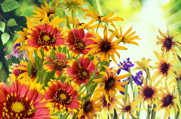 Bild von Blumen im Garten auf verschwommenem Hintergrund. — Stockfoto