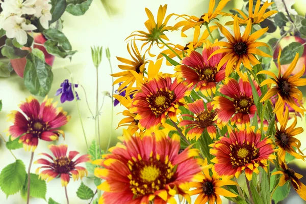 Bild von Blumen im Garten auf verschwommenem Hintergrund. — Stockfoto