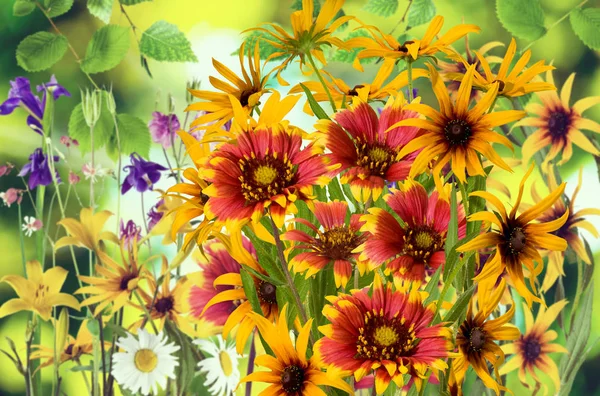 Obraz, kwiaty w ogrodzie na niewyraźne tło. — Zdjęcie stockowe