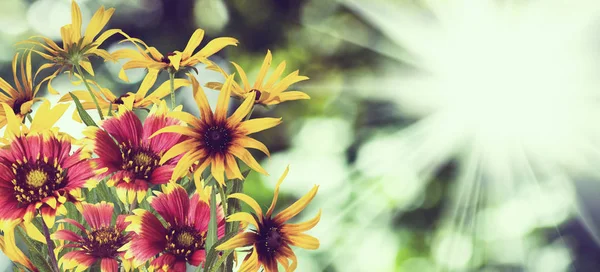 Hermosas flores en el jardín de cerca. — Foto de Stock
