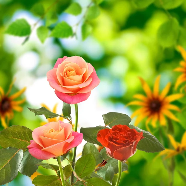 Hermosas flores sobre un fondo verde de cerca —  Fotos de Stock