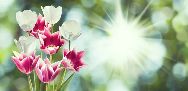 Hermosas flores tulipanes en el jardín de cerca . — Foto de Stock