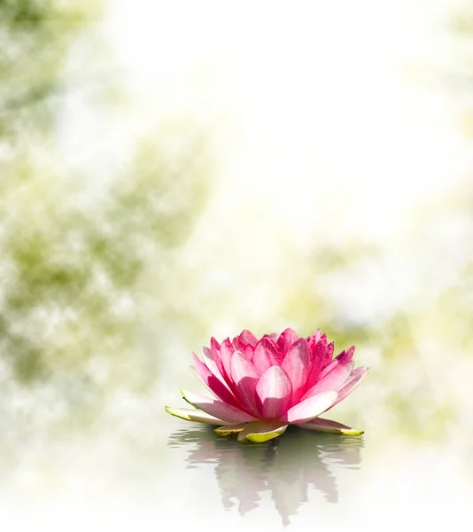 Bild av vackra lotusblomman på vatten närbild — Stockfoto