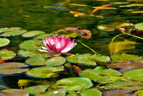 Зображення красивої квітки лотоса у воді крупним планом — стокове фото