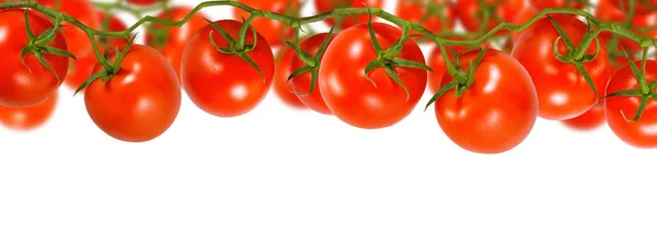 Olgun domates portre görüntüleri. — Stok fotoğraf
