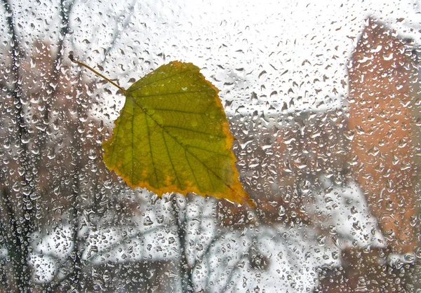 Tree leaf on a wet window. — Stock Photo, Image