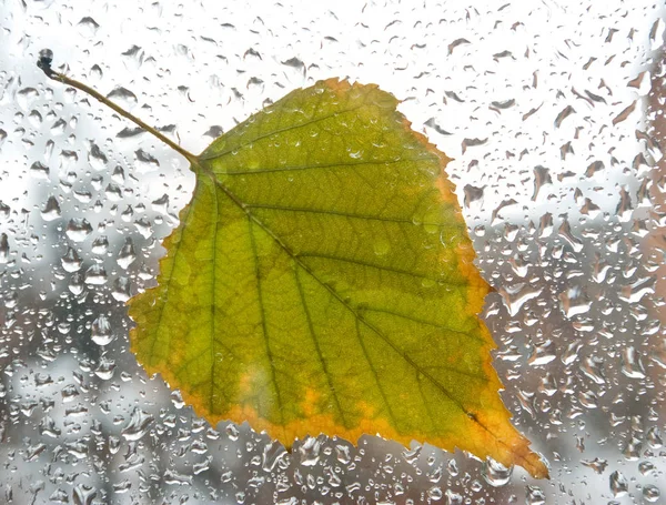 Hoja de árbol en una ventana húmeda . — Foto de Stock