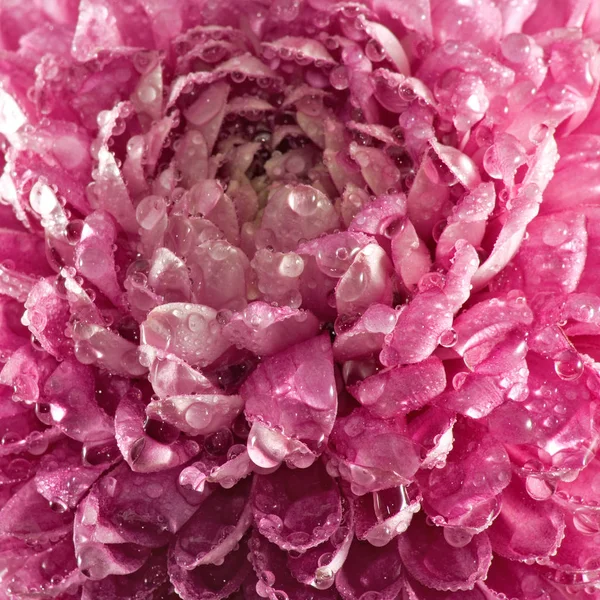 Obraz piękna kwiatów aster zbliżenie. — Zdjęcie stockowe