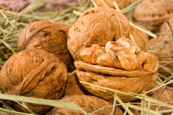 Nueces grandes, Nueces maduras en primer plano de hierba —  Fotos de Stock