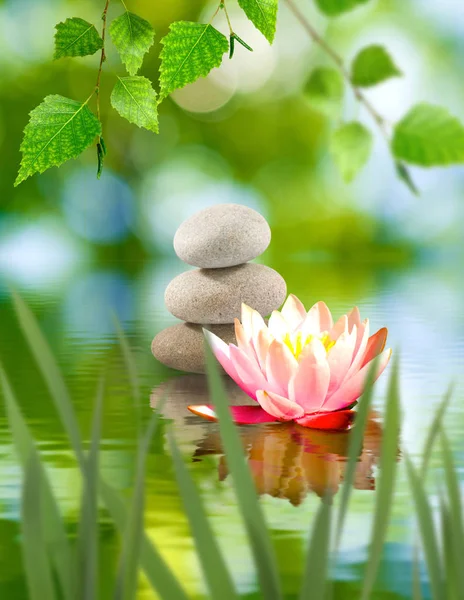 Изображение камней и цветка лотоса на воде крупным планом, — стоковое фото