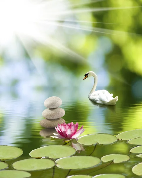 Imagen de piedras y flor de loto en el primer plano del agua, — Foto de Stock