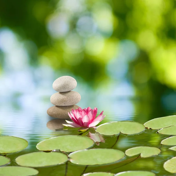 水面上的石子和莲花的图像, — 图库照片