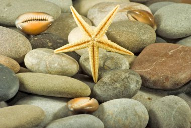 Deniz kabukları ve taşlar yakın çekim görüntüsü