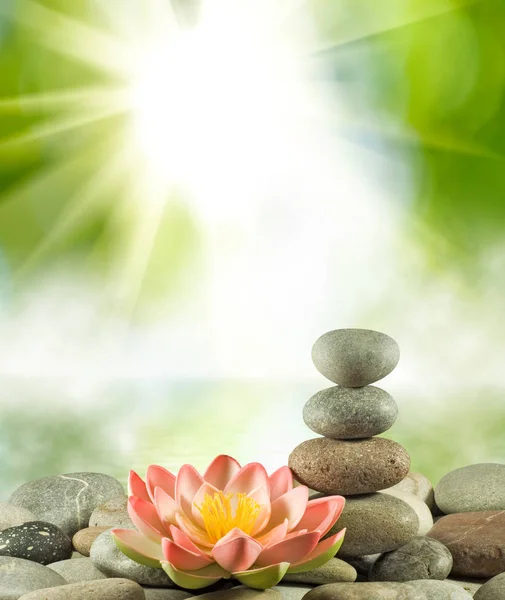 Image of stones and lotus flower on the water close-up, — Stock Photo, Image