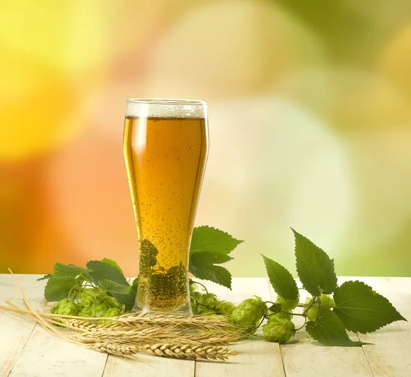 Džbánek piva, chmele a klasy obilí zblízka — Stock fotografie