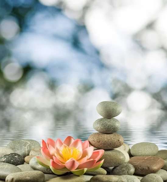 Immagine di pietre e fiori di loto sull'acqua primo piano, — Foto Stock