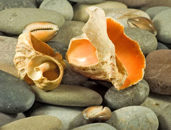 Image of sea shells and stones close-up — Stock Photo, Image