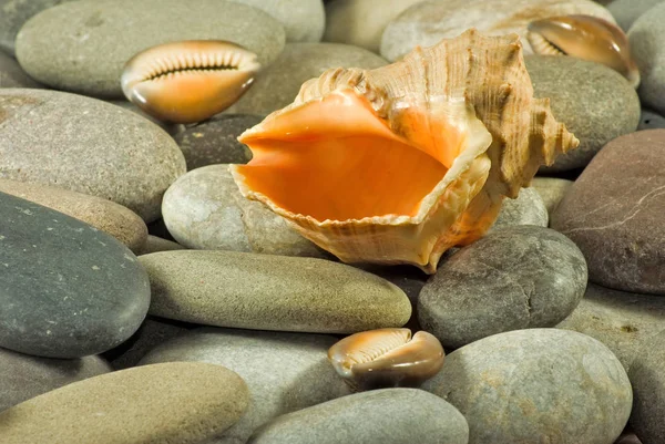 Изображение морских раковин и камней крупным планом — стоковое фото