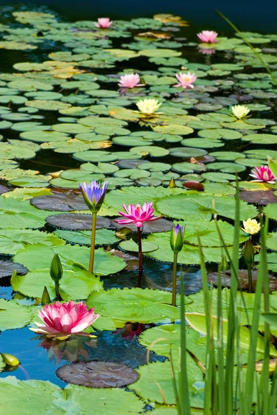 Imagem da bela flor de lótus na água closeup — Fotografia de Stock