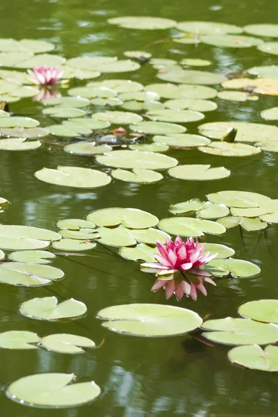 水のクローズ アップで美しい蓮の花の画像 — ストック写真