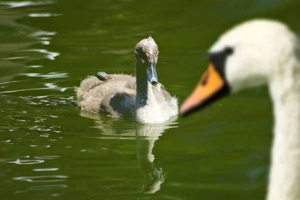 Pinto cisne no rio close-up . — Fotografia de Stock