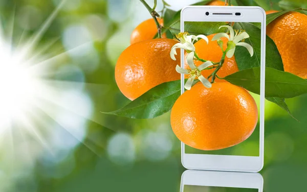  yeşil bir arka plan üzerinde bir smartphone içinde portakal