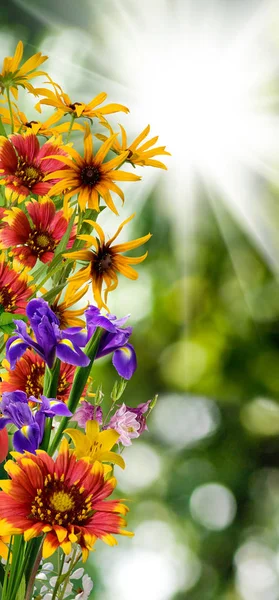 Gambar terisolasi dari bunga-bunga indah dengan latar belakang hijau — Stok Foto