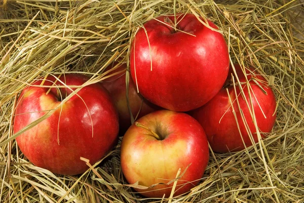 Rijpe rode appels in droog gras close-up — Stockfoto