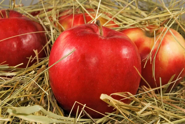 Manzanas rojas maduras en hierba seca de cerca — Foto de Stock