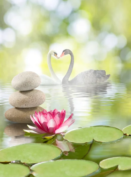  Kuğu ve lotus su Park