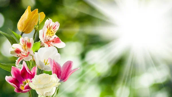 美しい花のクローズ アップのイメージ. — ストック写真
