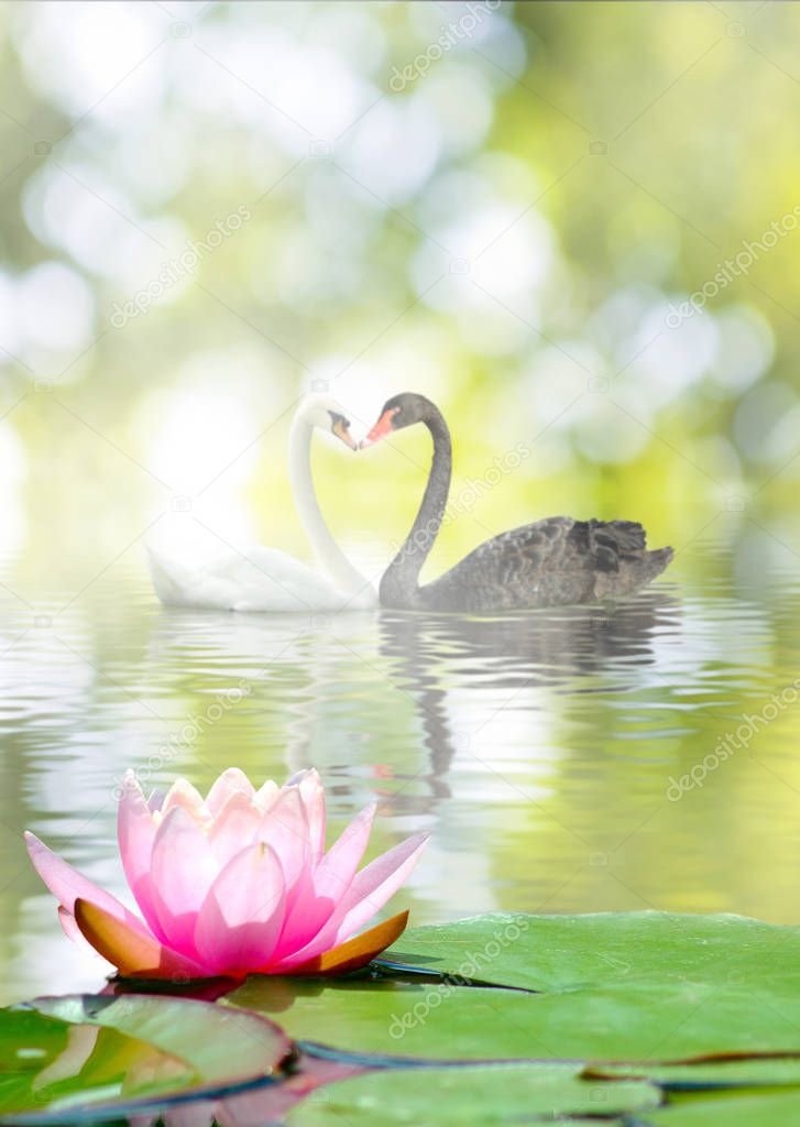 swans and lotus on the water in the park