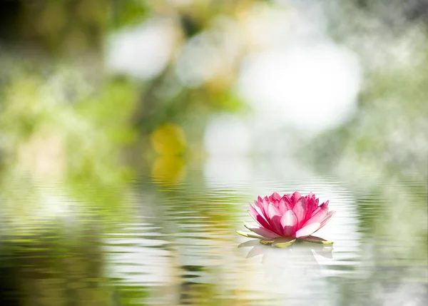 Bela flor de lótus na água em um parque close-up . — Fotografia de Stock