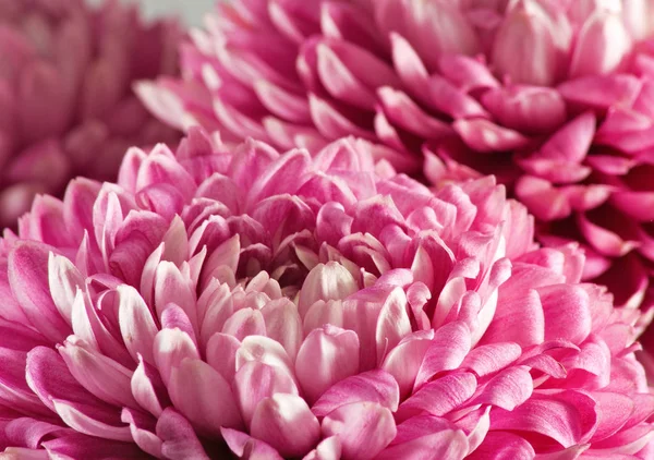 Güzel çiçek aster closeup görüntüsünü. — Stok fotoğraf