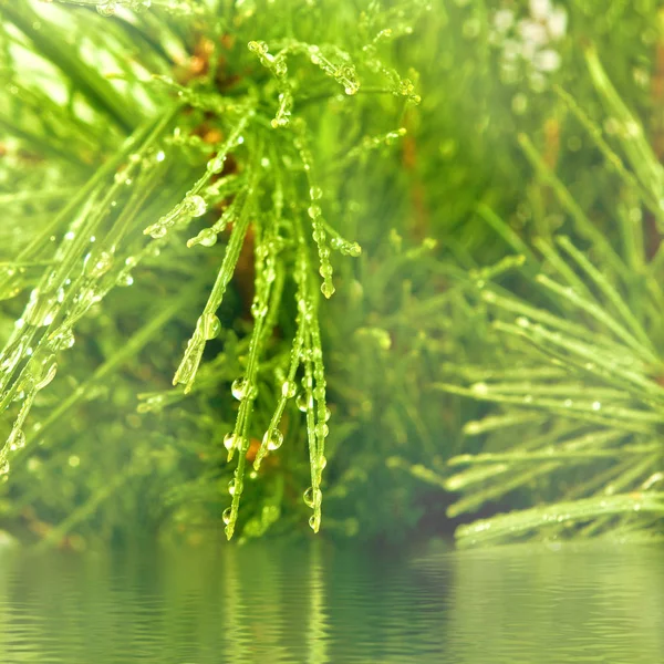 水でモミの枝のイメージ低下します。 — ストック写真