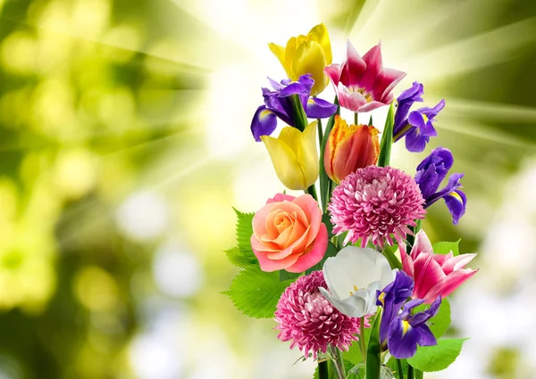 배경 흐리게에 다른 꽃의 아름 다운 부케 — 스톡 사진