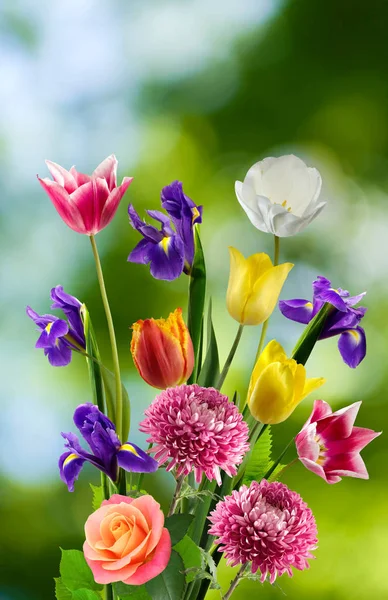 Hermoso ramo de flores diferentes sobre un fondo borroso —  Fotos de Stock