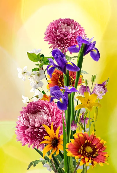 Geïsoleerd beeld van de prachtige bloemen op gele achtergrond. — Stockfoto