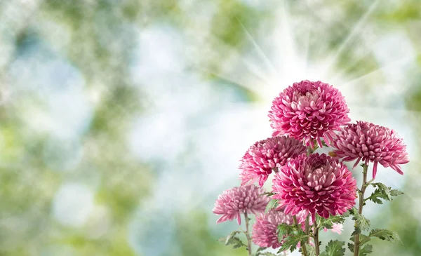 美丽的花紫苑特写的形象. — 图库照片