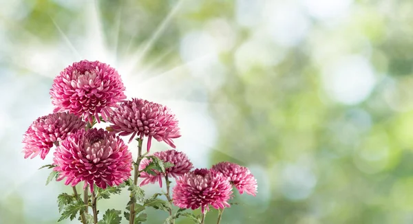 Obraz piękna kwiatów aster zbliżenie. — Zdjęcie stockowe