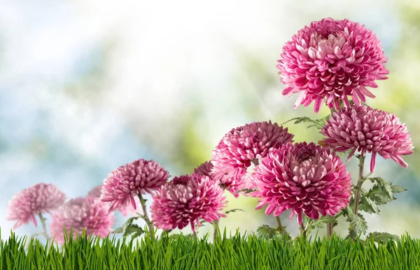 Obraz piękna kwiatów aster zbliżenie. — Zdjęcie stockowe