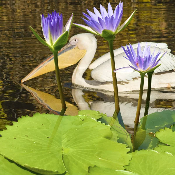 水の中のペリカン鳥のイメージ — ストック写真