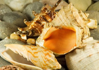 kum denize karşı seashell görüntüsünü,